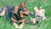 飼い猫も減少､僅差で飼い犬との逆転ならず 伯仲を受けたブームの中で問われる命の意味