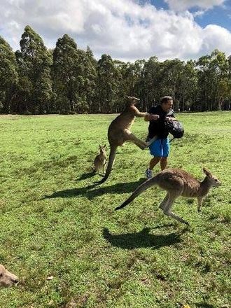 カンガルーがニンジン欲しさに観光客を攻撃