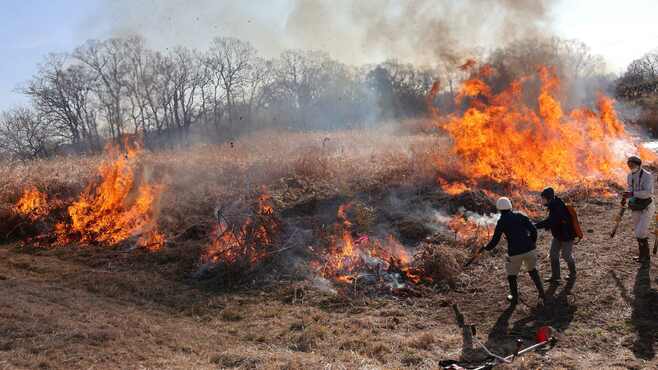 山火事にならない？｢野焼き｣が現代に復活の理由