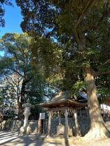 境内には杉や松の古木が生い茂っています（写真：筆者撮影）