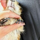 向日葵ちゃんは巻き爪になっている。運動が不足したり爪切りを怠ったりすると、爪の中の血管や神経も一緒に伸びてしまい、適切な長さに切れなくなってしまう。（写真提供：まる子さん）
