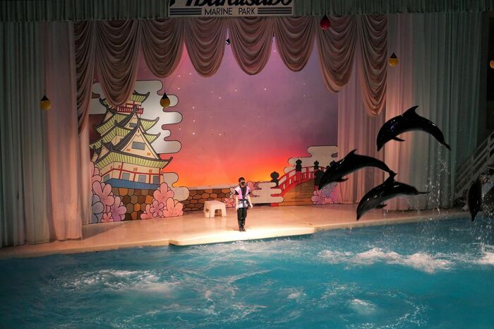 いるか・あしかパフォーマンス