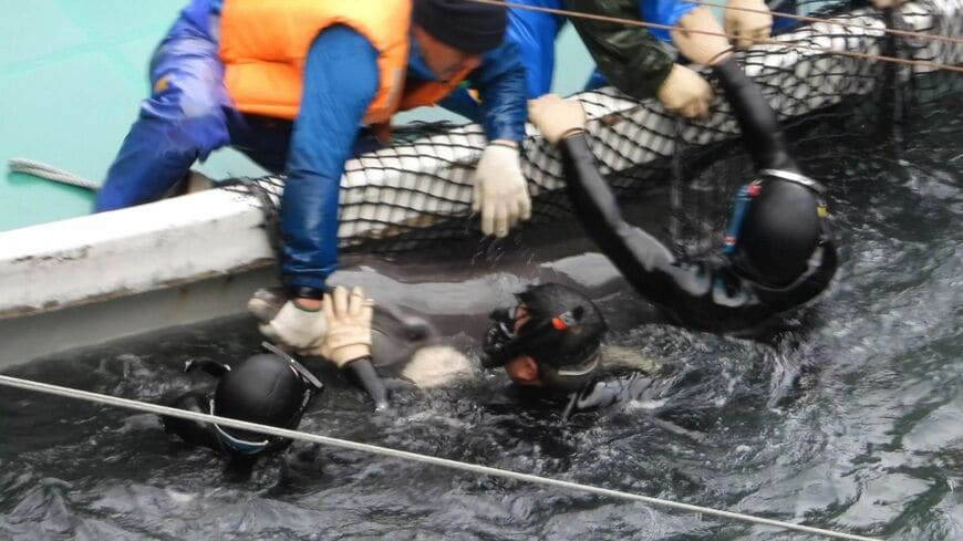 イルカ猟師とダイバーにより捕獲された野生のハンドウイルカ。くじら浜海水浴場の横にある湾での捕獲（＠Life Investigation Agency/Dolphin Project）