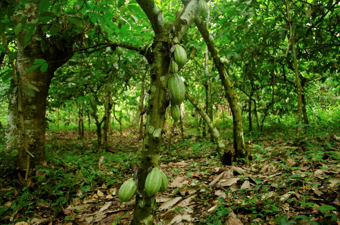 森の日陰で栽培されるカカオ。在来樹木を一掃してつくられるモノカルチャー農園よりも環境へのマイナスインパクトが小さいと考えられている。同一コモディティでも、場所や製法により自然との依存・影響関係が異なる一例  © WWF / Jaap van der Waarde