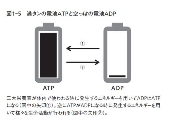 希望の分子生物学