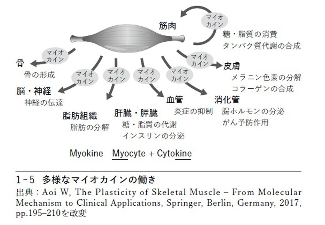 図 多様なマイオカインの働き