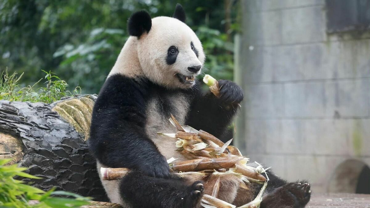 中国はチベットからパンダを…／なぜ、中国は「毒食」を…【有本香著書２冊セット】
