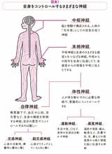 全身をコントロールするさまざまな神経