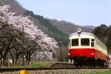 桜と岩手開発鉄道キハ301（撮影：南正時）