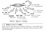 図 多様なマイオカインの働き