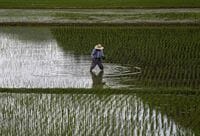 コメと自動車､日米反対勢力が抵抗 TPP妥結後を見越す動きも