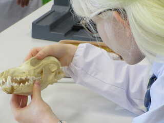動物の骨を両手でさわって特徴をつかんでいく