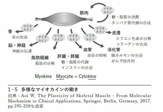 図 多様なマイオカインの働き