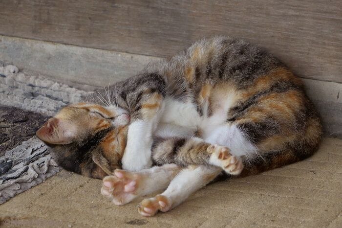 気圧が低いスコールの間は、軒先を借りてぐっすりと眠る