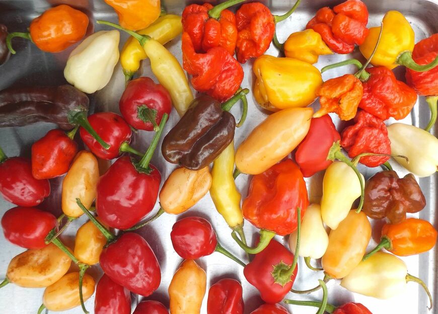 一口に唐辛子といってもこんなに多様だ（写真：芥川さん提供）