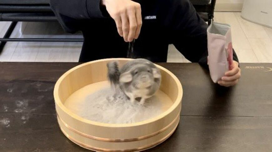 ペペ君は基本的にケージ内で砂風呂に入るが、ときにはこんなサービスも（写真：一真さん提供）