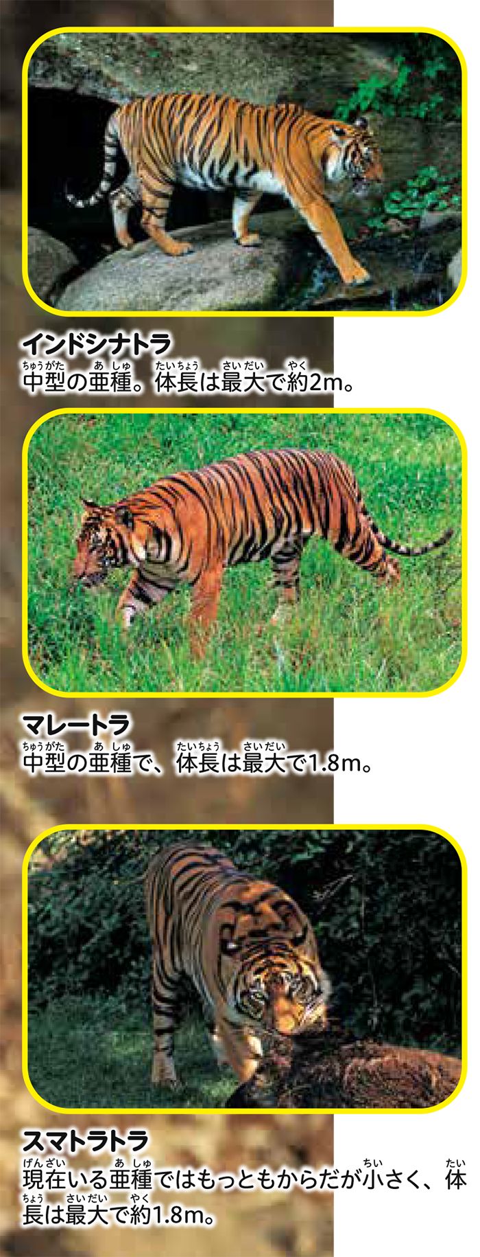 （出所：『角川の集める図鑑GET！ 危険生物』）