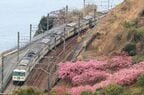 河津桜が咲く中を185系「踊り子」が走る