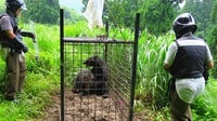 過去5年で最多､｢クマ出没｣が増えた意外な真相 ｢エサが凶作｣だけが原因でない