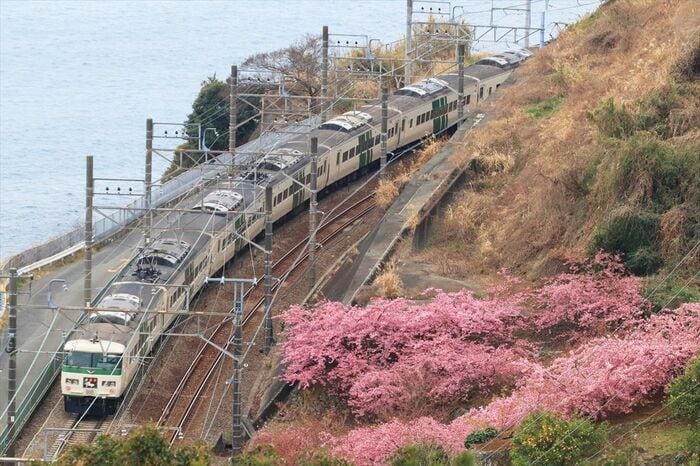 河津桜が咲く中を185系「踊り子」が走る
