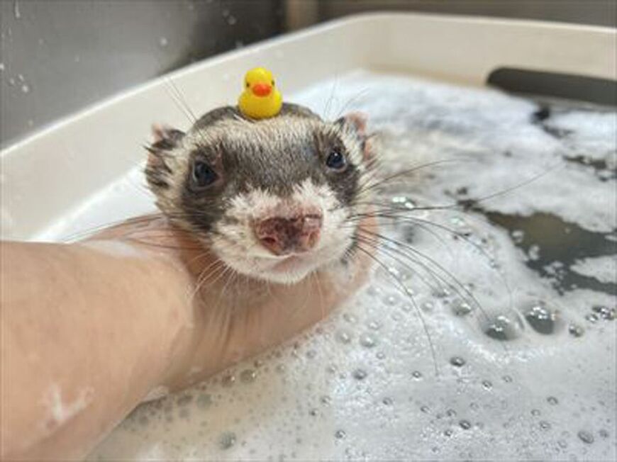 （写真提供：フェレットワールド）