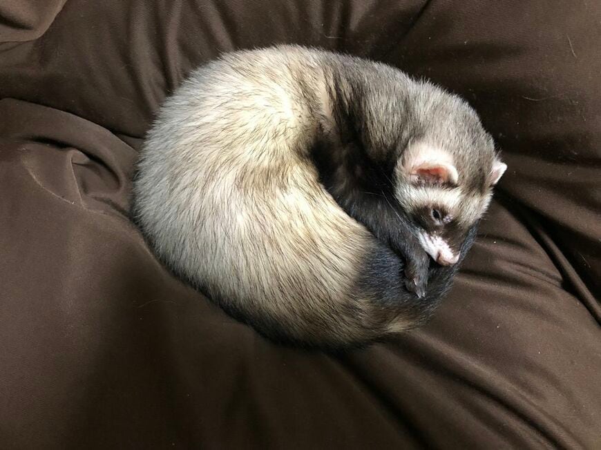 お気に入りの、「人をダメにするソファ」で眠るマロンくん（写真提供：ミキさん）