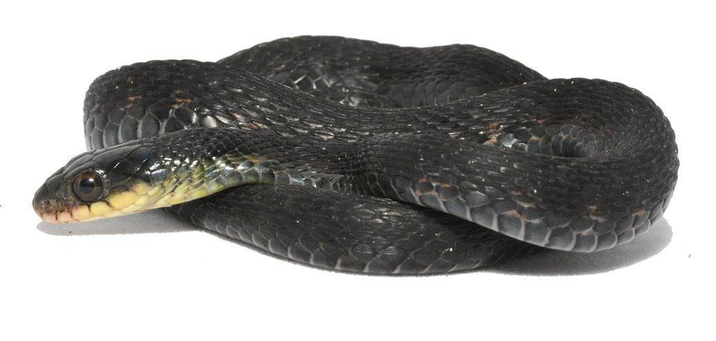 滋賀県のヤマカガシの一例