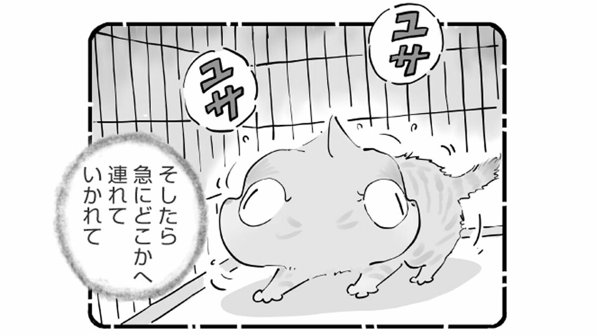 ｢あの人キライ…｣ある保護猫が飼い主を嫌う理由 | ひろみ猫シッターサービス | 東洋経済オンライン