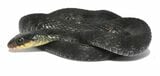 滋賀県のヤマカガシの一例