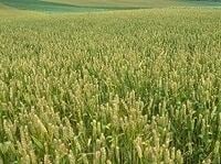 穀物高の悪夢が再来、身構える食品メーカー