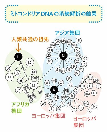 遺伝と人間 サルからヒトへ､古代DNAが明かした人類のルーツ 遺伝子配列の