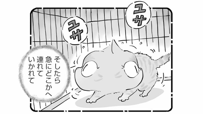 ｢あの人キライ…｣ある保護猫が飼い主を嫌う理由