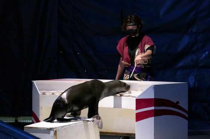 いるか・あしかパフォーマンス