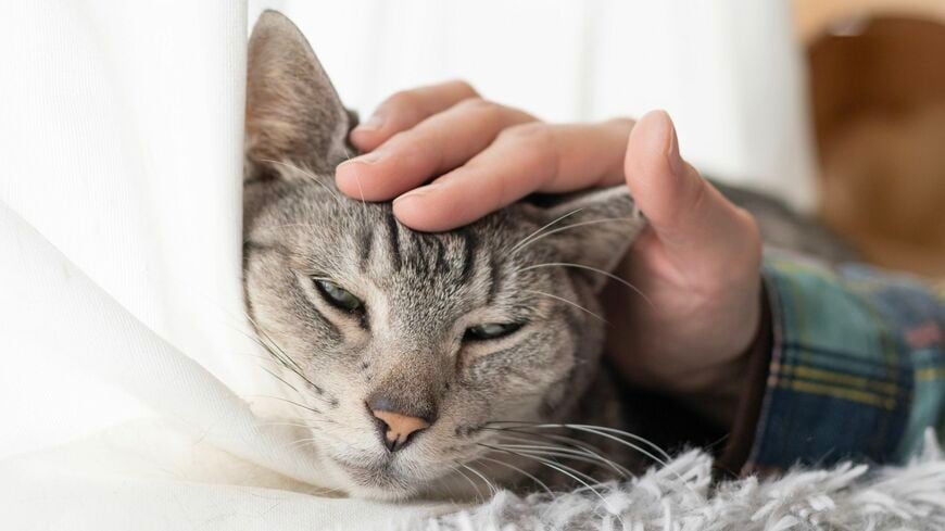 撫でられる猫