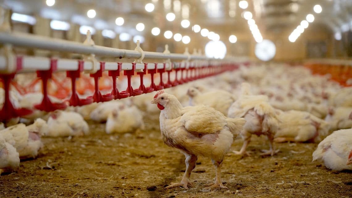 生産農場で飼育される鶏