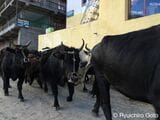 黒い牛が多い（写真：筆者撮影）