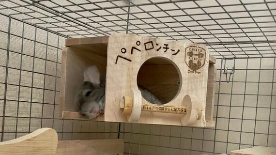 ペペくんの家