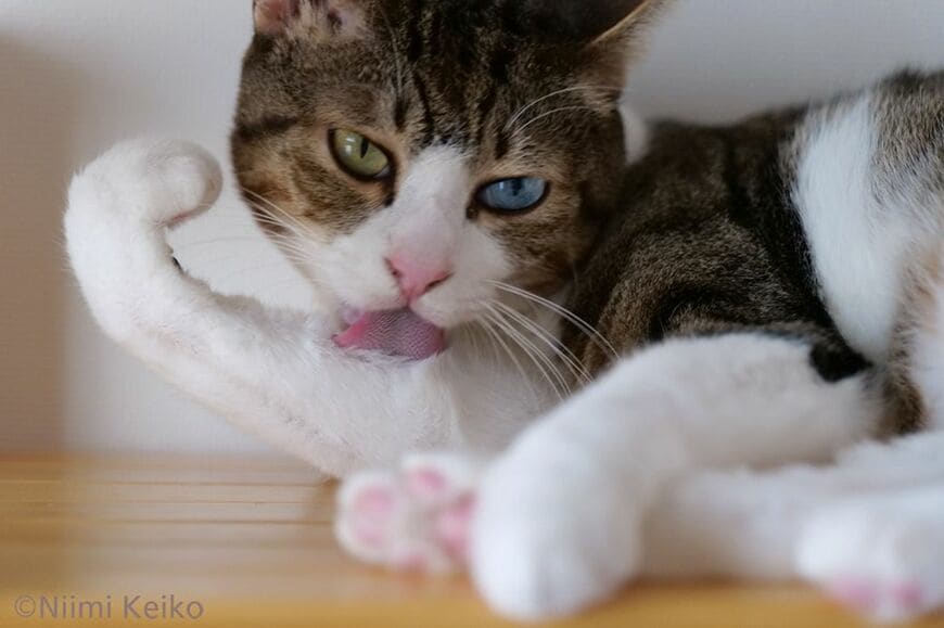 5歳のオス猫。飼い主に甘えていたら、13歳の兄貴猫が突然、喧嘩を吹っかけてきた。大きさも重さもかなわないので、おとなしく引き下がり毛づくろいをはじめた。いつの間にか没頭して、嫌な気分になったことなど忘れてしまう（写真：新美敬子）