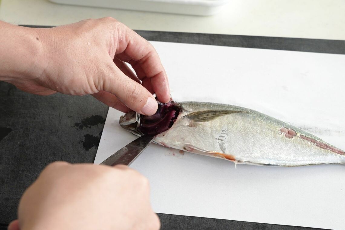 アジのエラブタに指を入れて作業