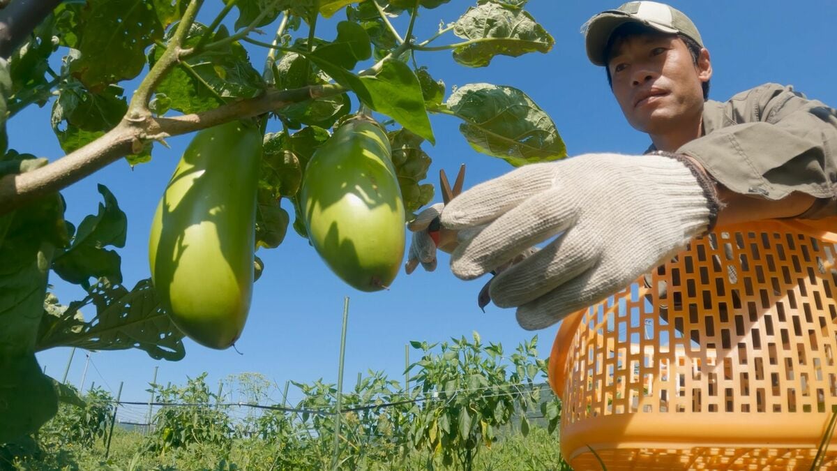 Japan’s agricultural workforce falls below one million