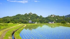 小麦を栽培する地域では個人主義の文化に､稲作をする地域では集団主義の文化になった納得の理由