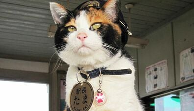 How Did Tama Become Such a Huge Star?