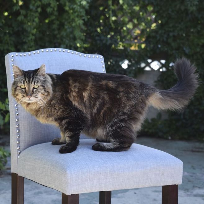 世界最高齢の猫｢コーデュロイ｣は26歳！