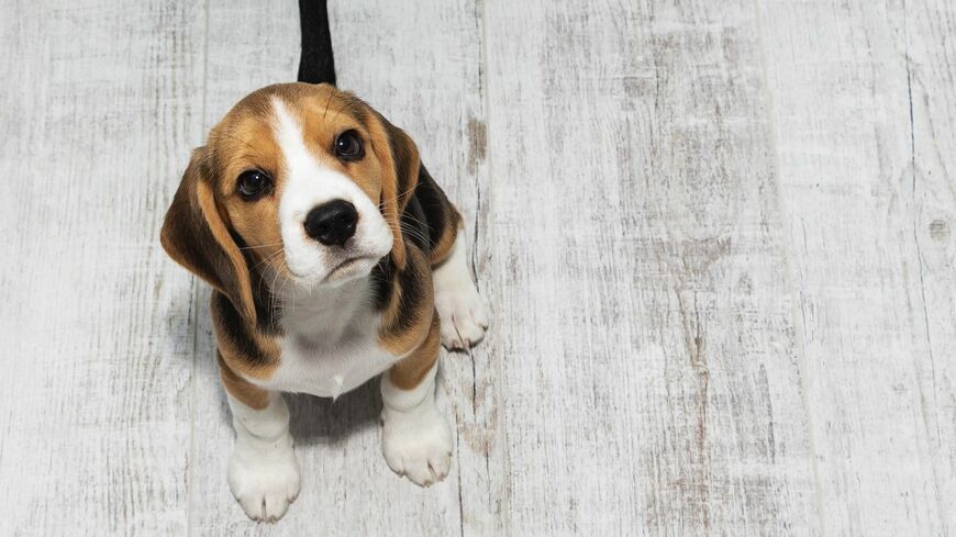 子犬のビーグル