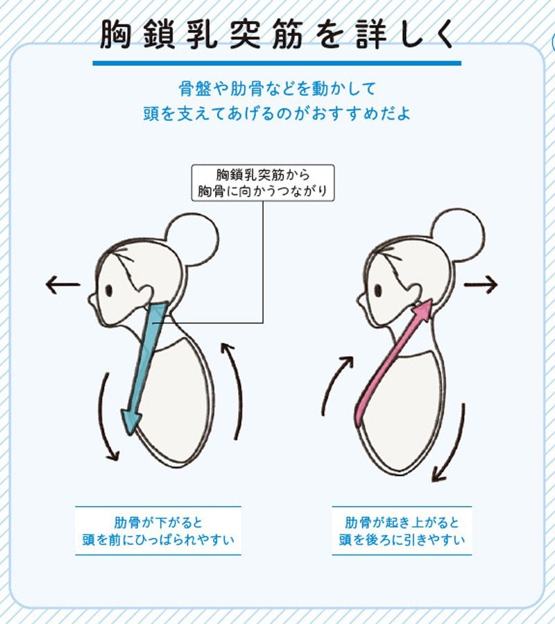 （画像：『世界一わかりやすい 筋肉のつながり図鑑セルフケア編』より）