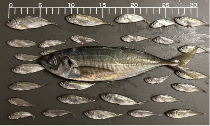 マアジ（写真：筆者提供）