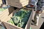 朝に収穫したばかりのブロッコリーも