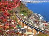 早咲きの河津桜と185系「踊り子」（撮影：南正時）