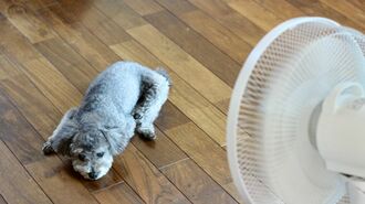 酷暑の夏､停電･断水からペットの健康を守る方法