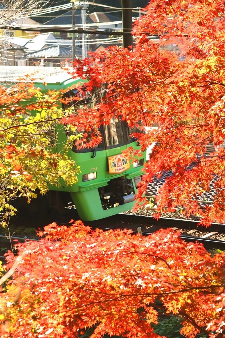 高尾の紅葉と8000系「高尾山トレイン」（撮影：南正時）